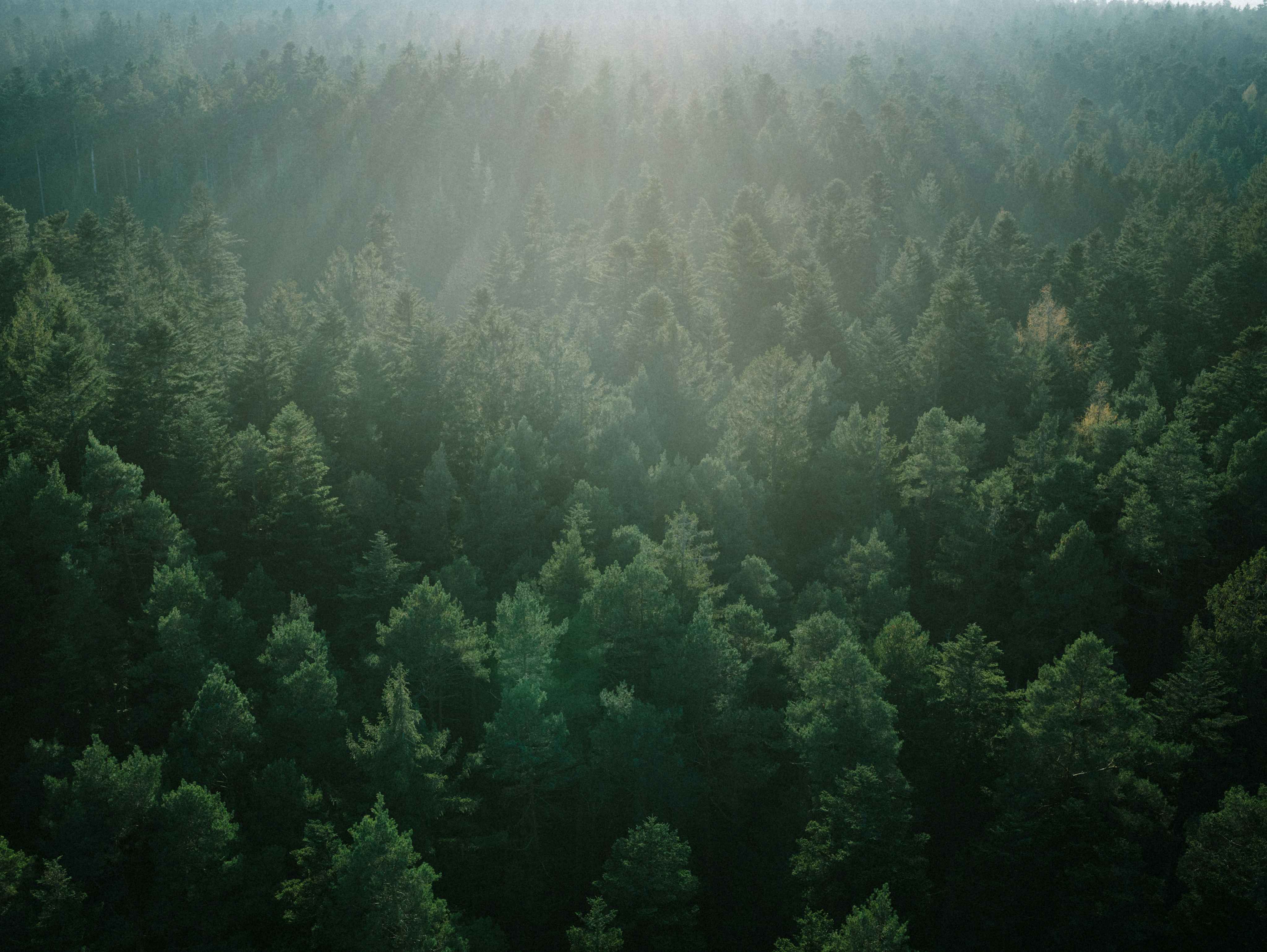 Forest landscape in the Black Forest