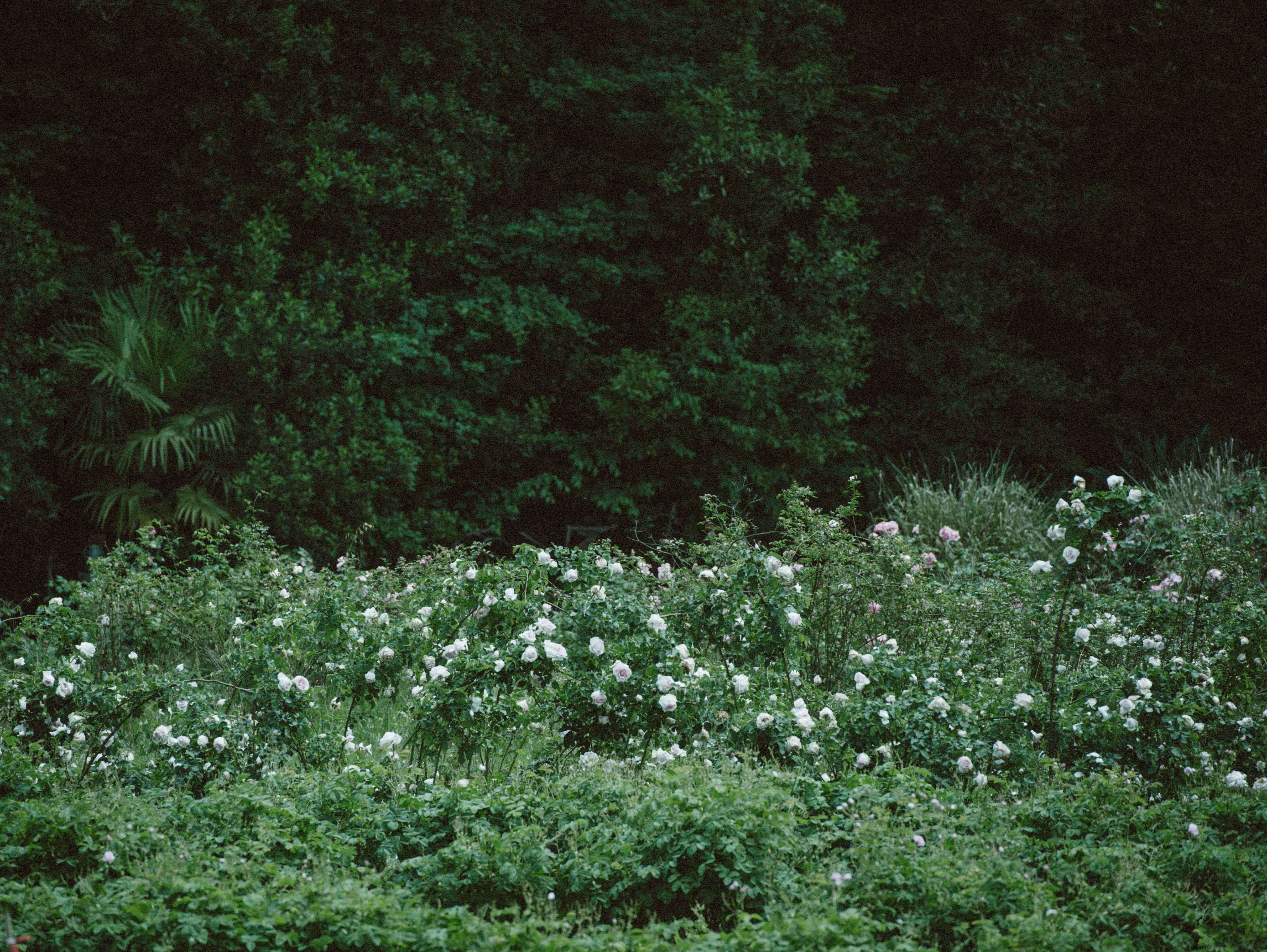 Natural rose ingredients