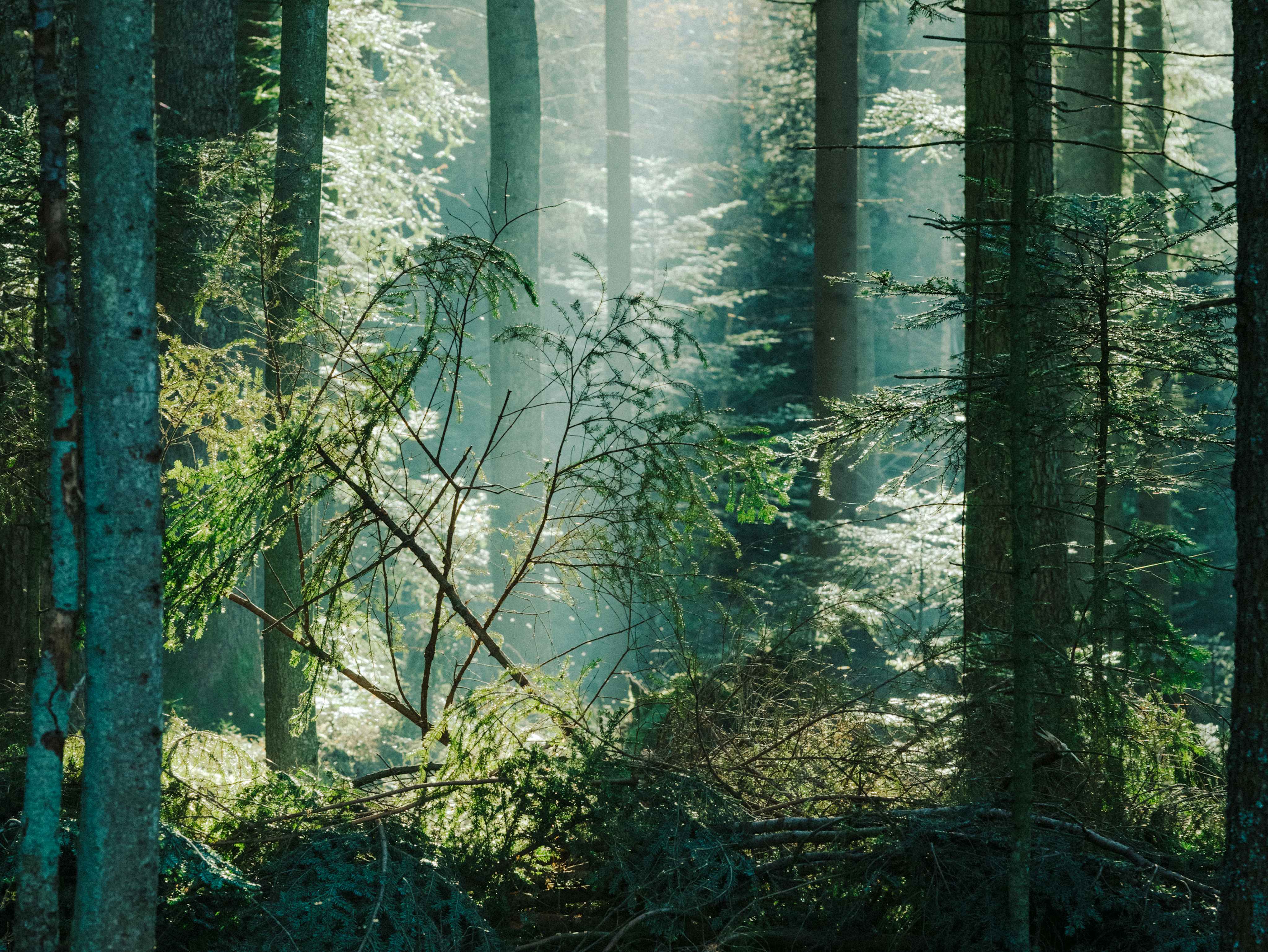 Sustainable forest environment