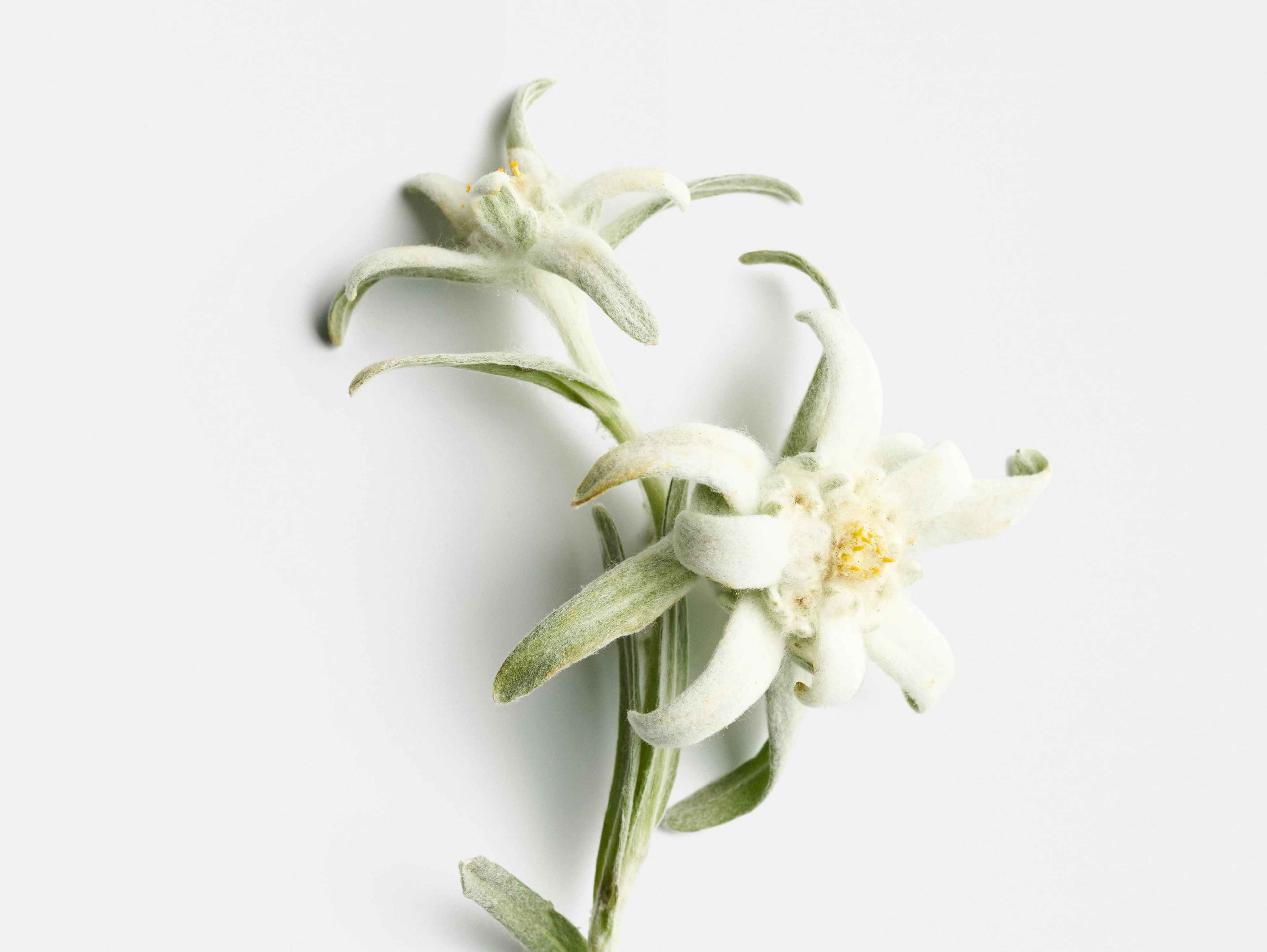 Edelweiss ingredient