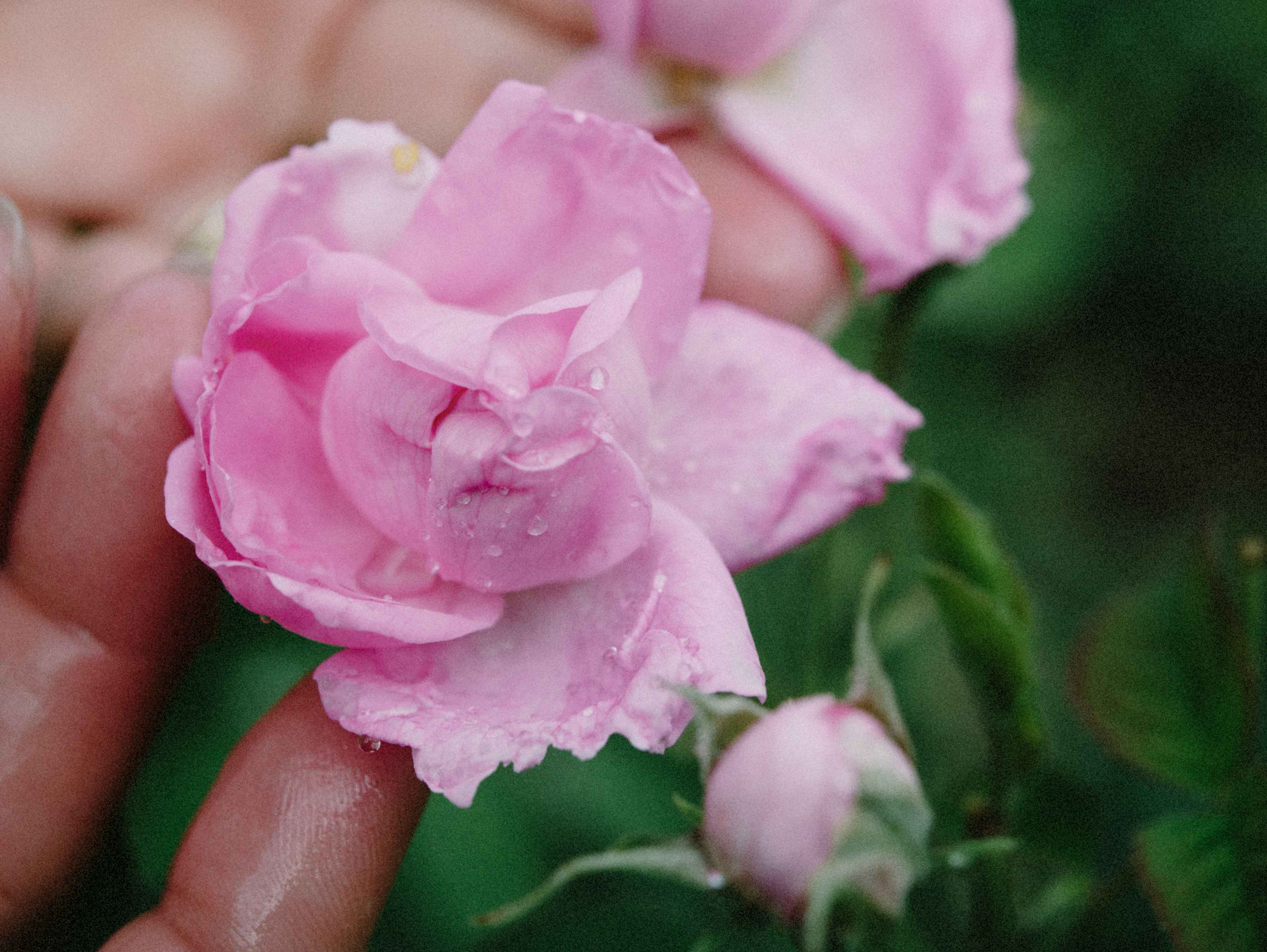 Pink rose close-up