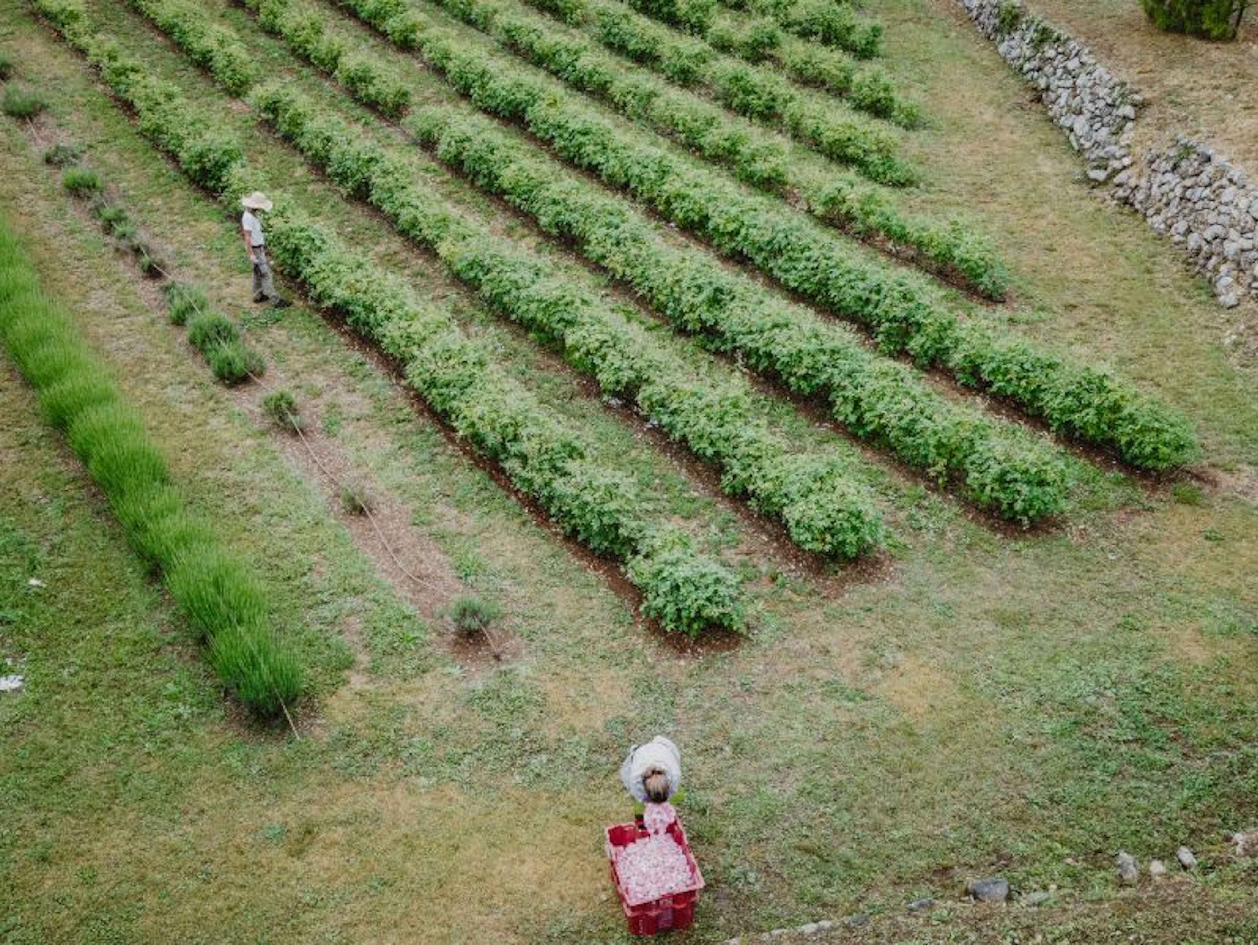 Aerial view of a green field