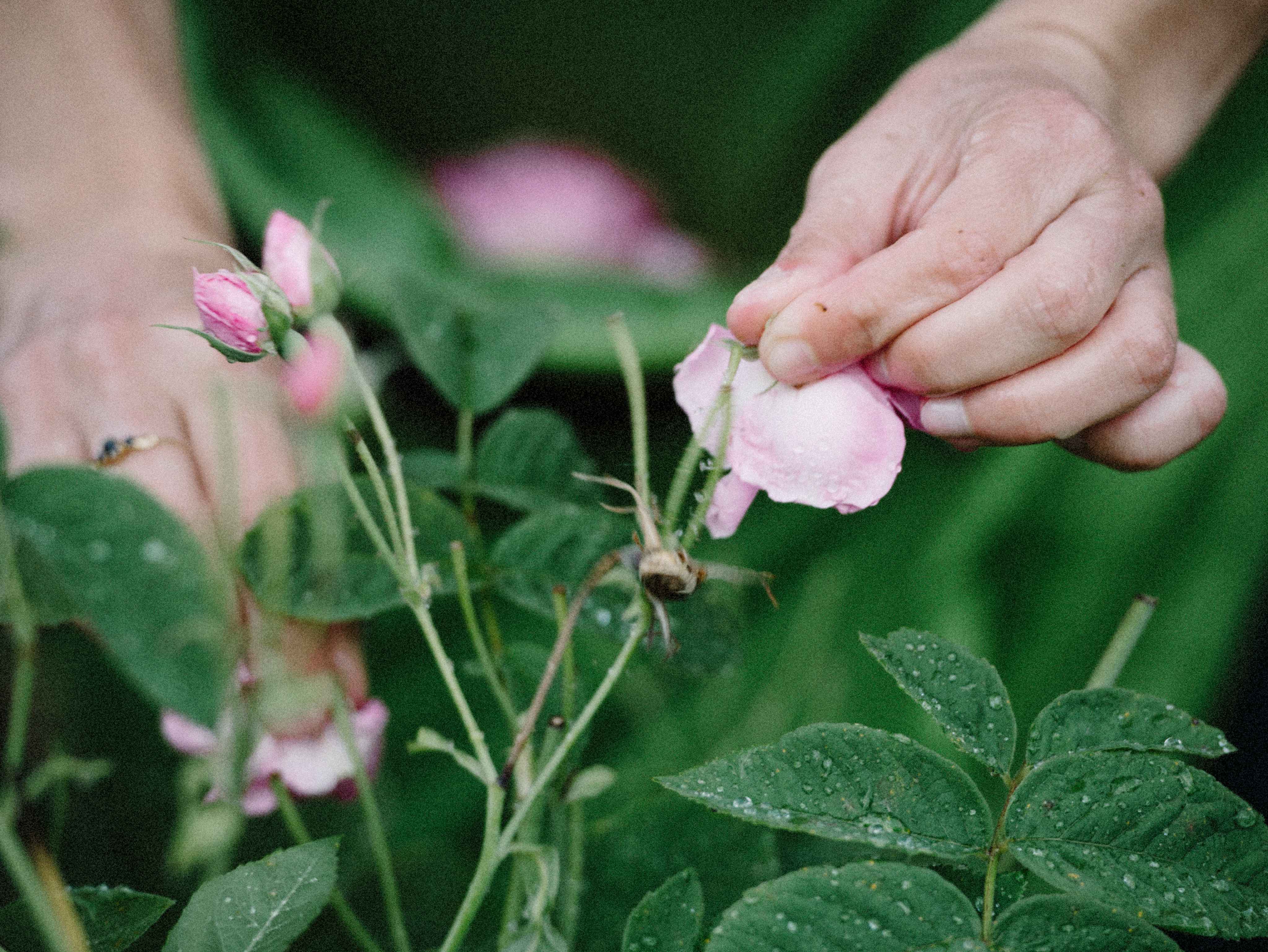 Hands picking a flower