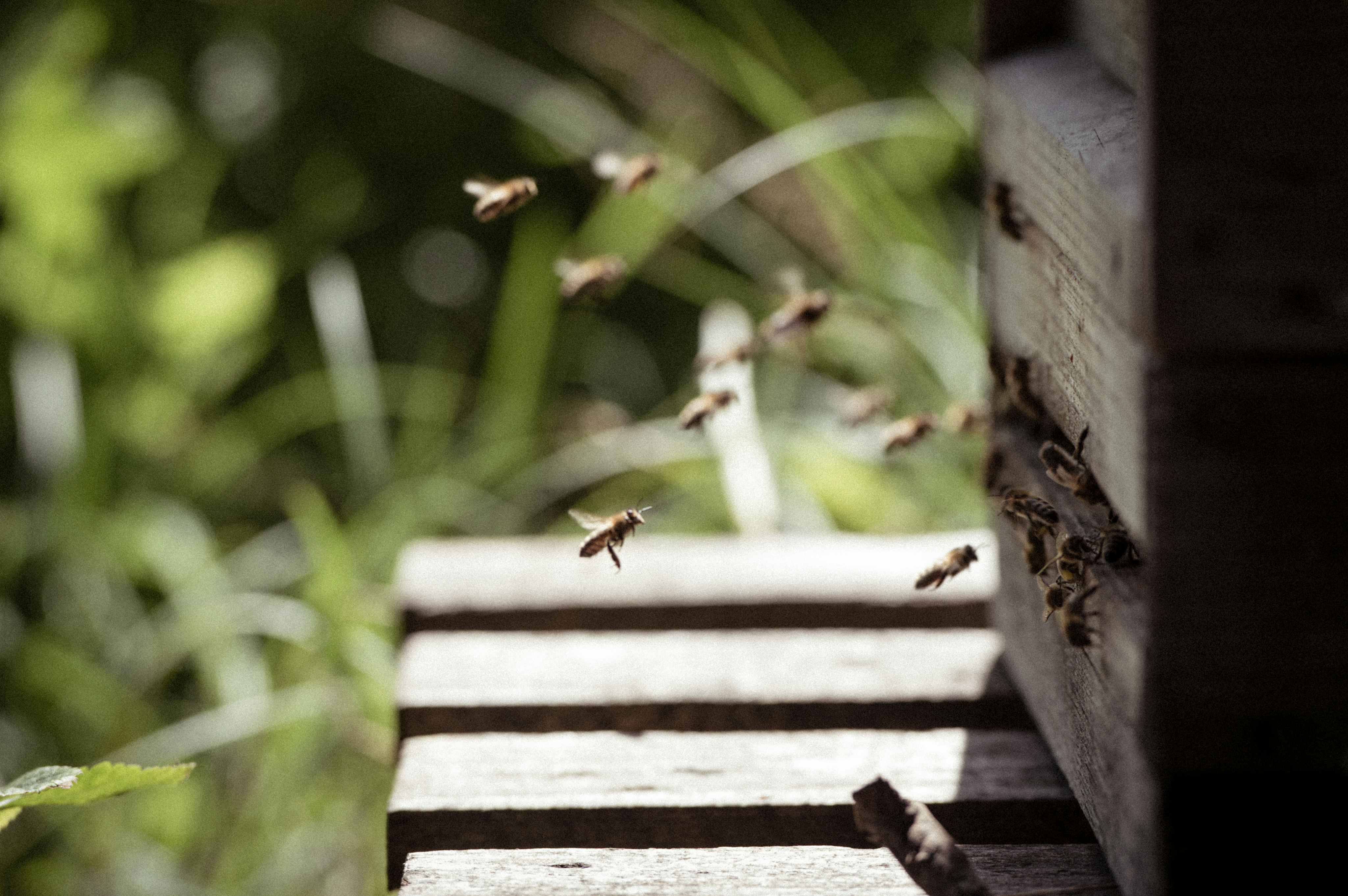 Bees at a wooden beehive