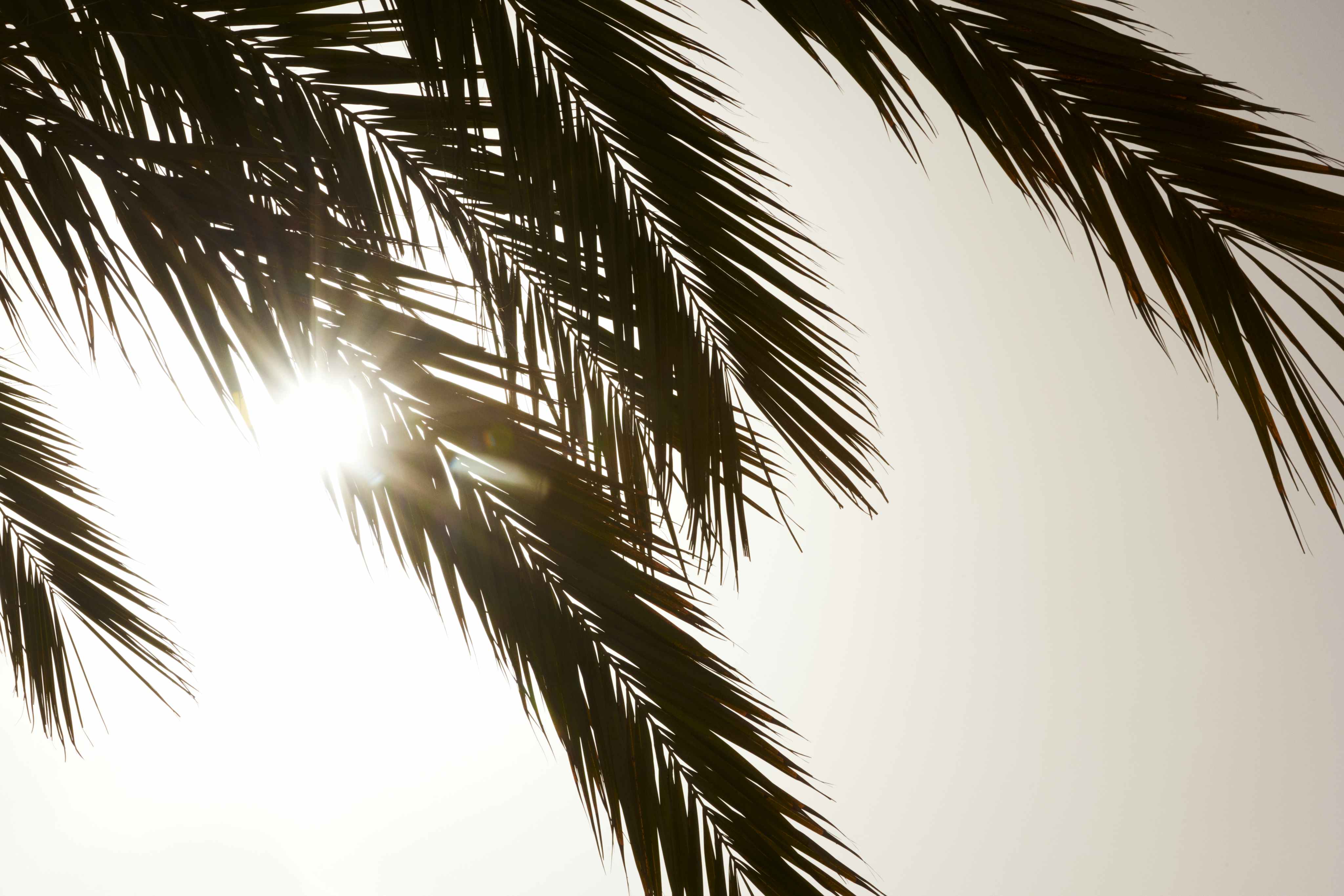 Palm leaves against a bright sky