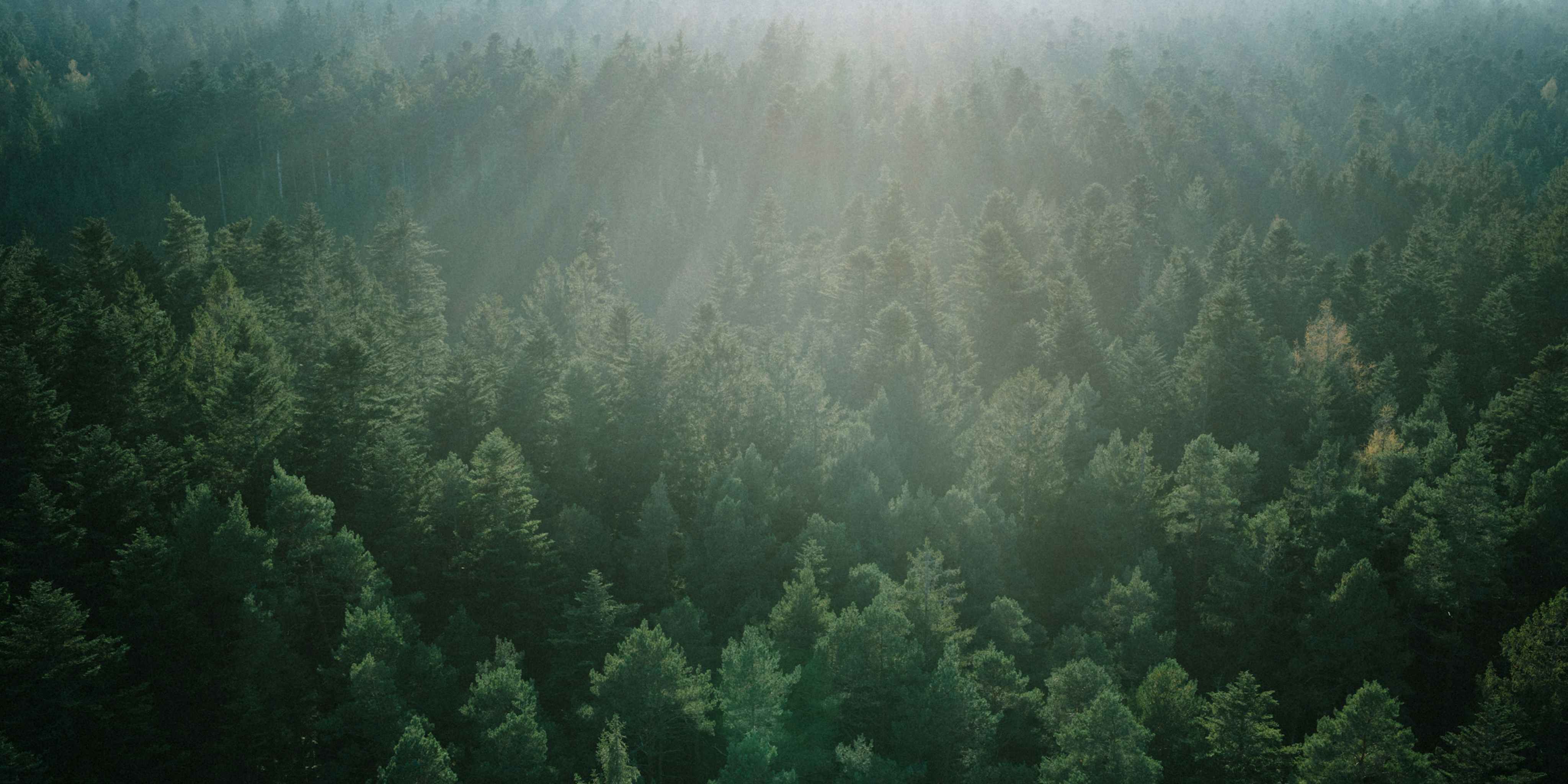 Aerial view of a lush green forest
