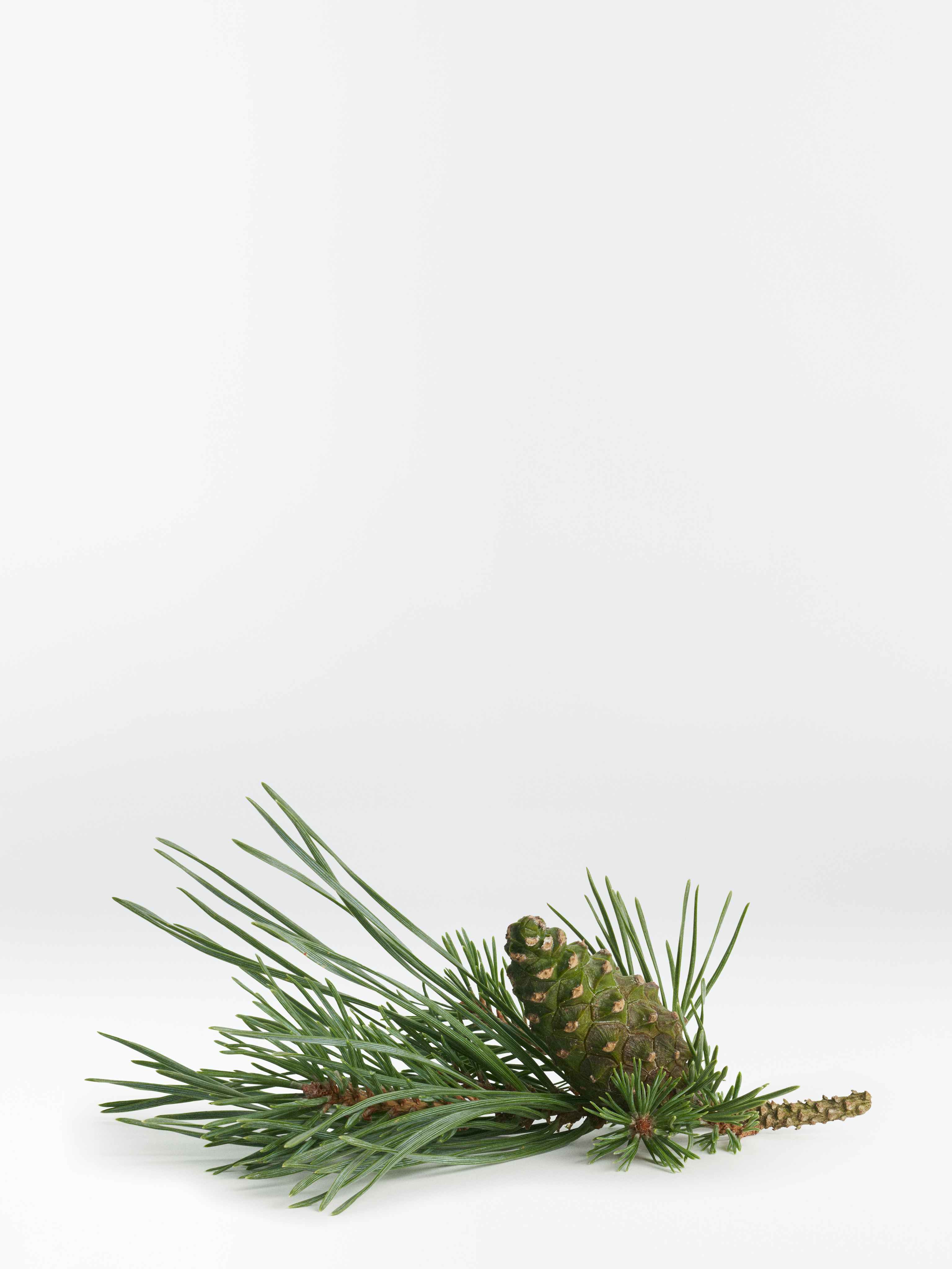 Green pine branch on grey background